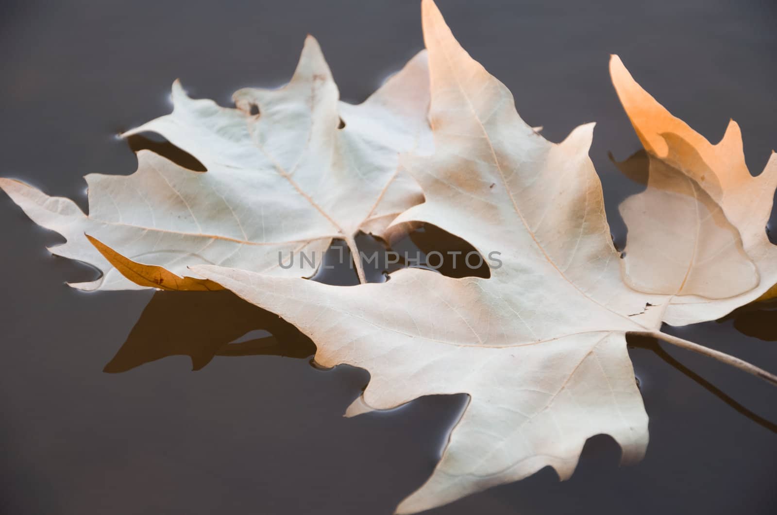 Fallen leaves on the water in autumn