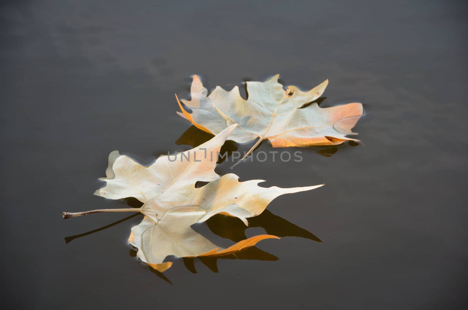 Leaf on the water by Rinitka