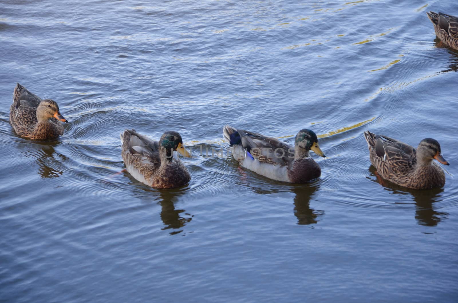 Ducks on the pond by Rinitka
