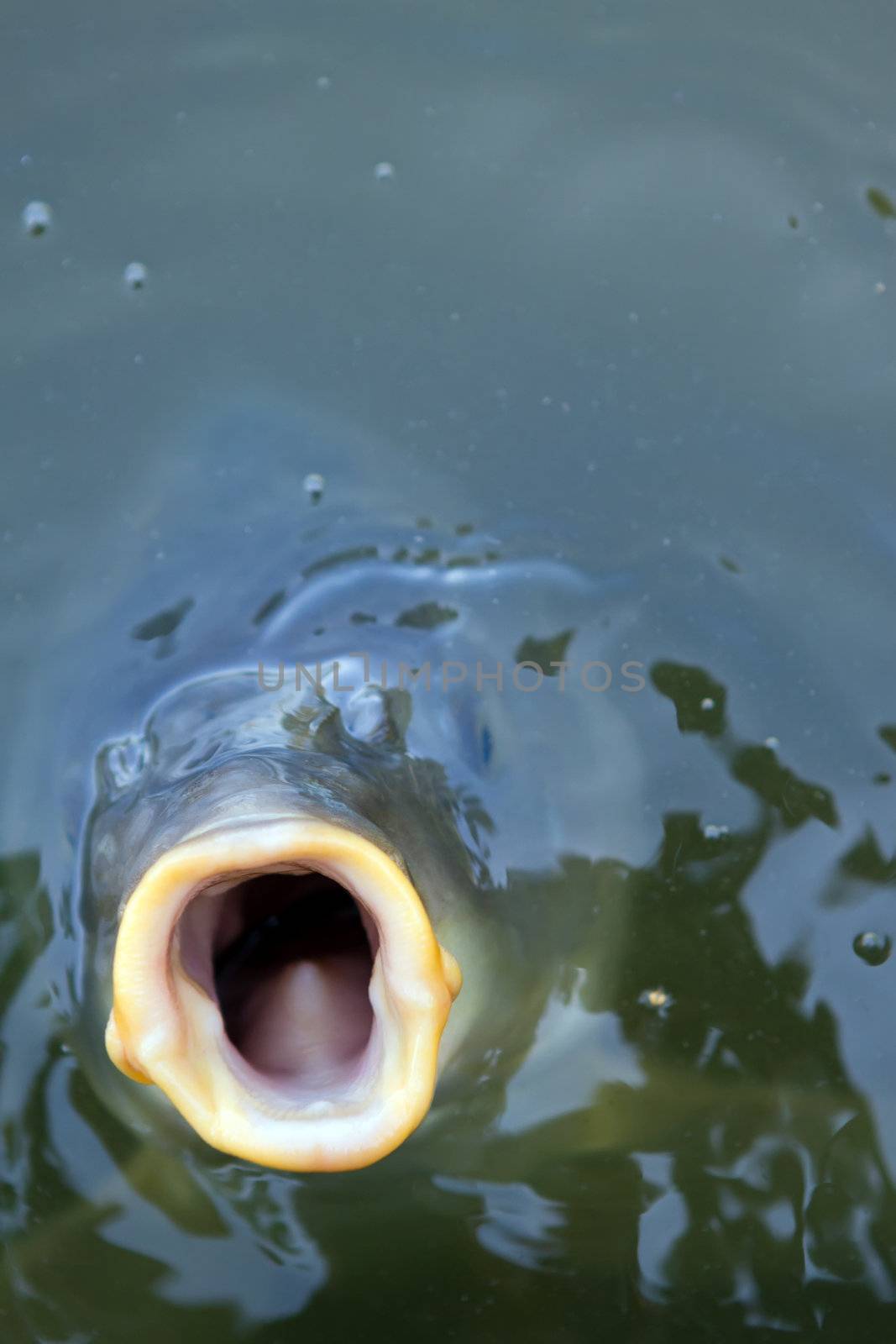 open mouthed fish looking straight at viewer