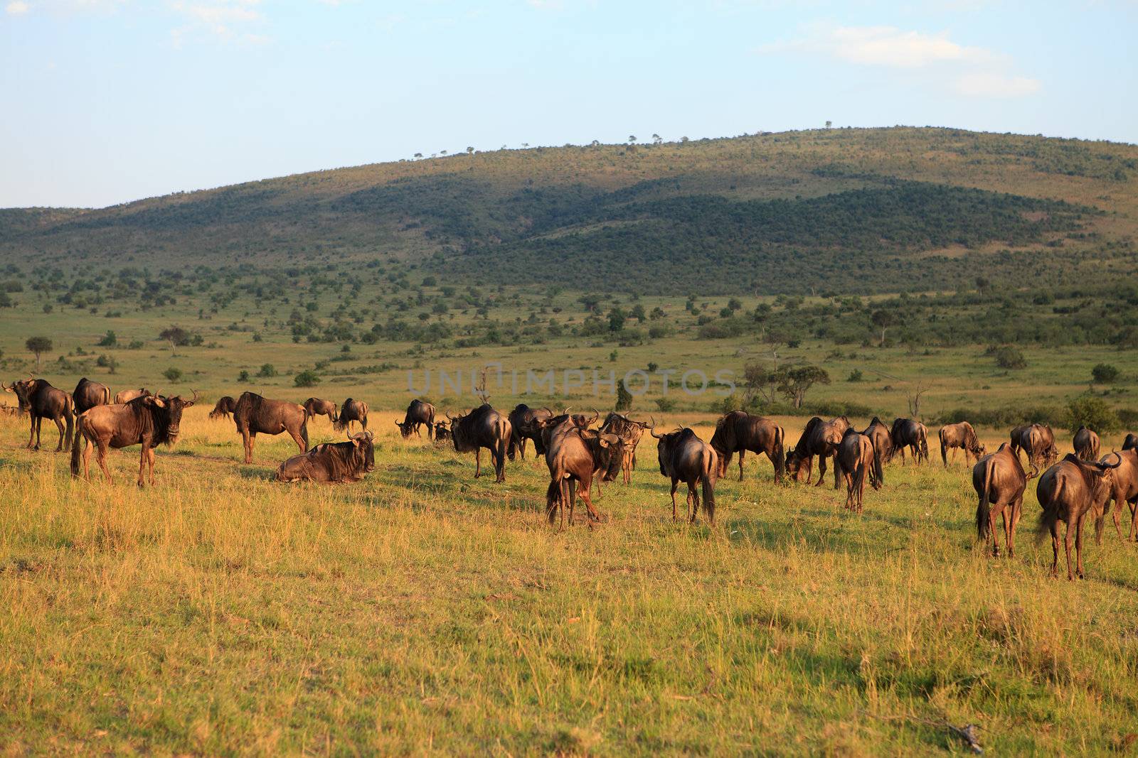Herd of wildebeest in evening red Masai Mara reserve Kenya