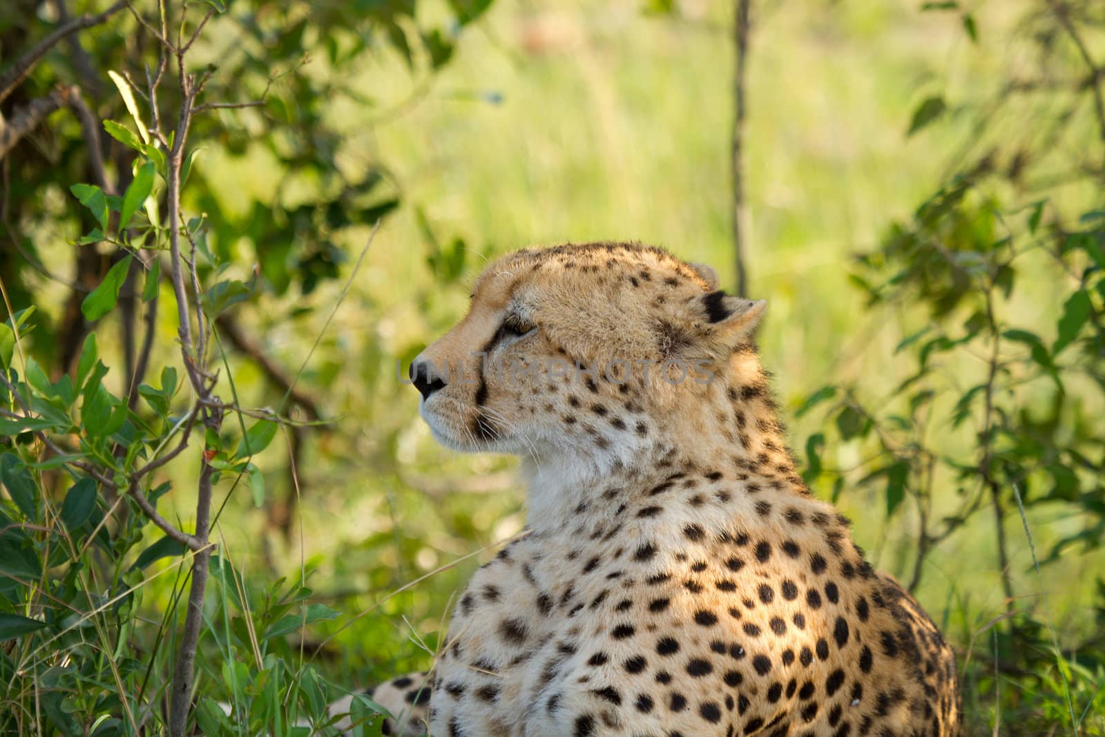 closeup of Cheetah on ground in wildlife Kenya Africa