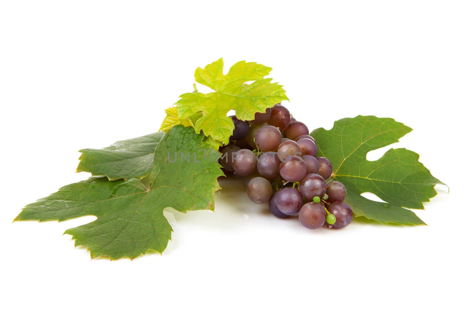 cluster of blue grapes out of own garden with leaves isolated on white background