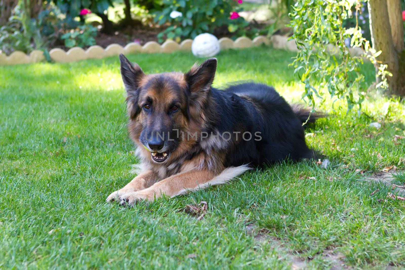 german sheperd laying in a country garden