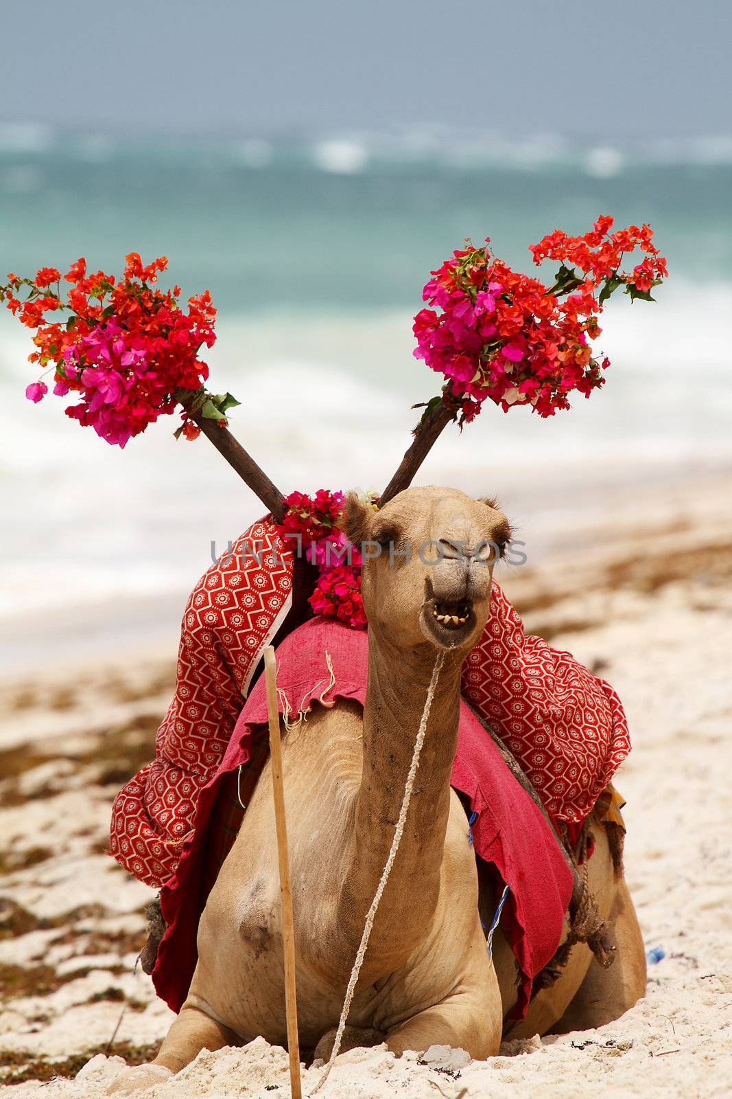 closeup of camel on beach in Kenya
