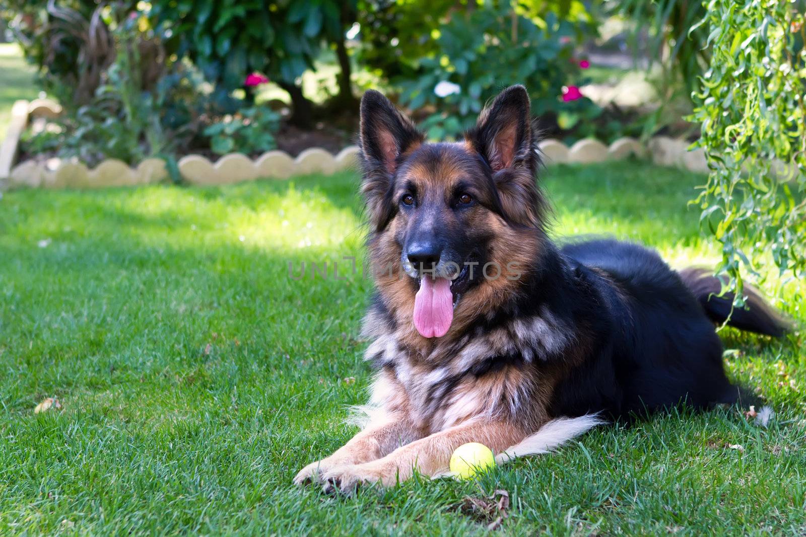 german sheperd laying in a country garden