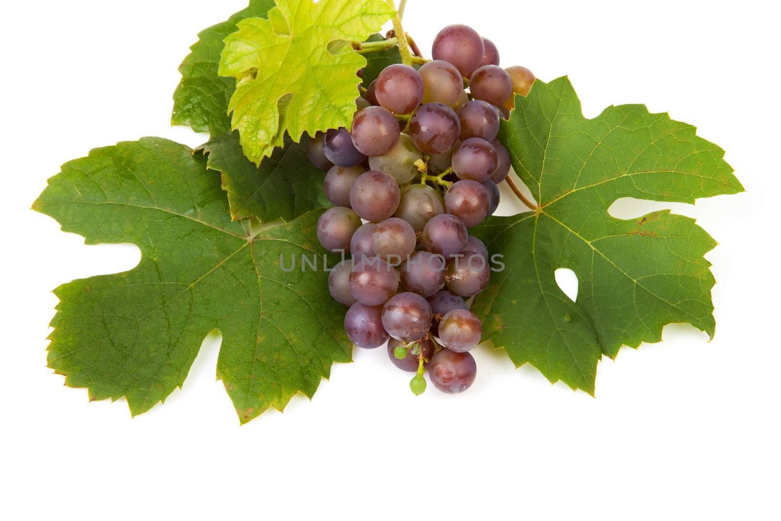 cluster of blue grapes out of own garden with leaves isolated on white background