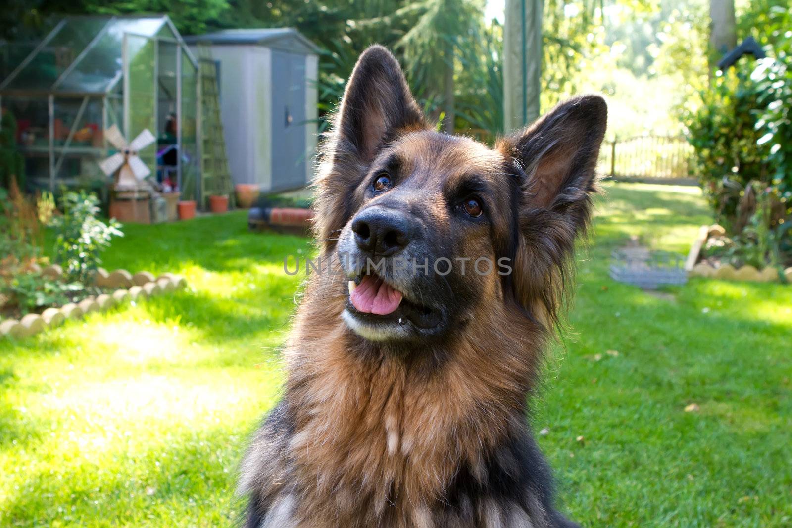 german sheperd looking up at owner by smikeymikey1