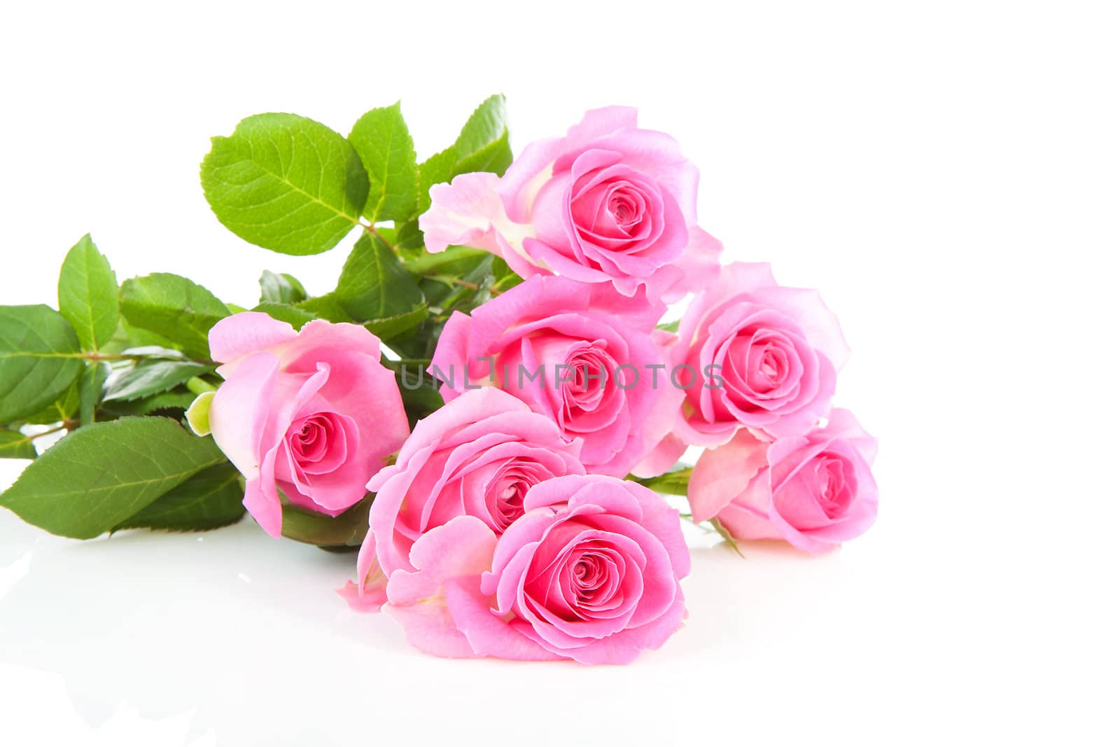 Pile of pink roses over white background