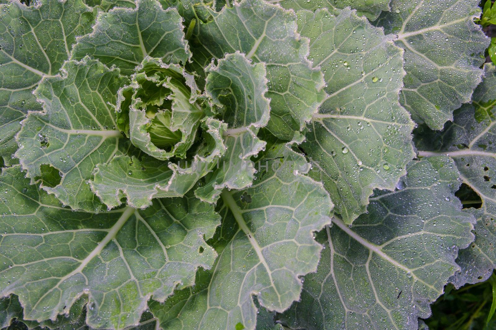 Cabbage