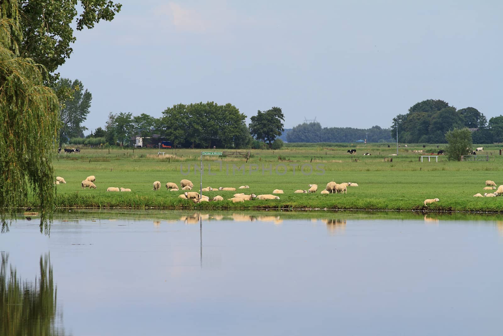 Typical Dutch landscape with sheep