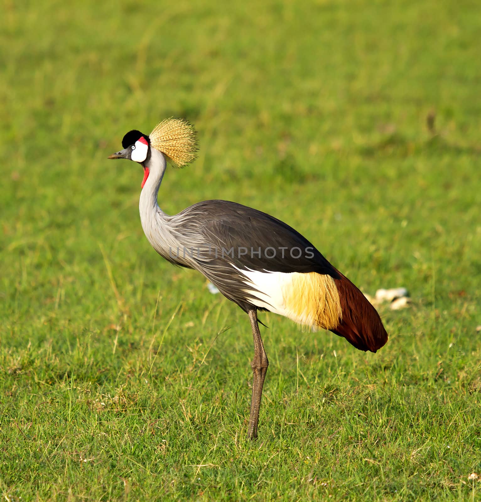 Crowned crane bird in Africa