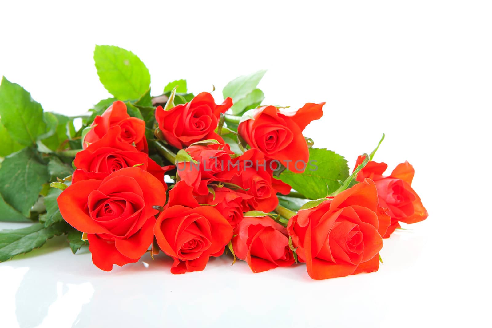 Pile of red roses over white background