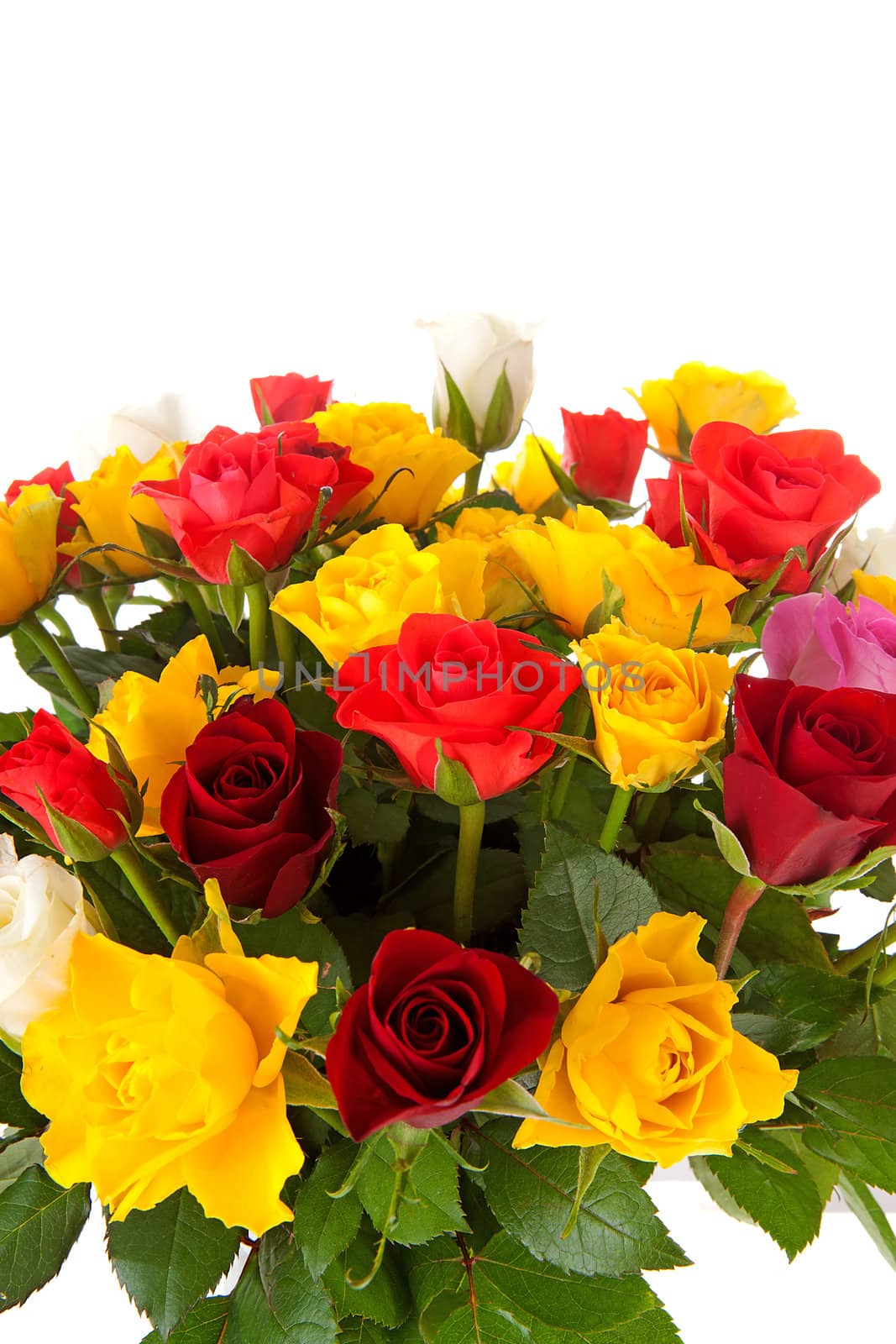Bouquet of colorful roses over white background