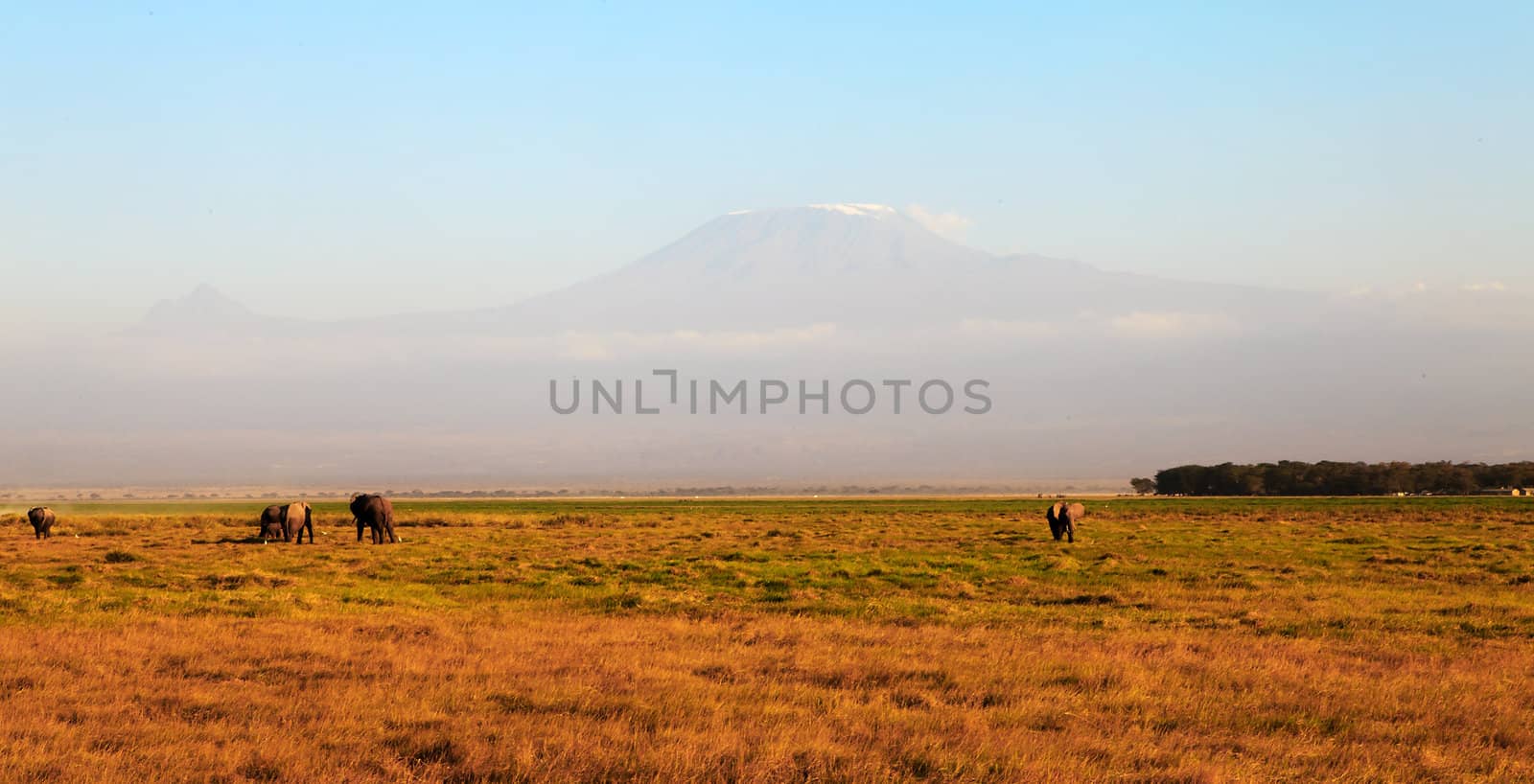 Foggy Mount Kilimanjaro in evening with elephants