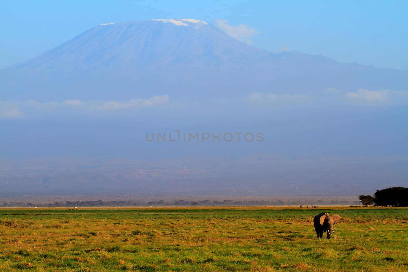 Mount Kilimanjaro in evening with elephants
