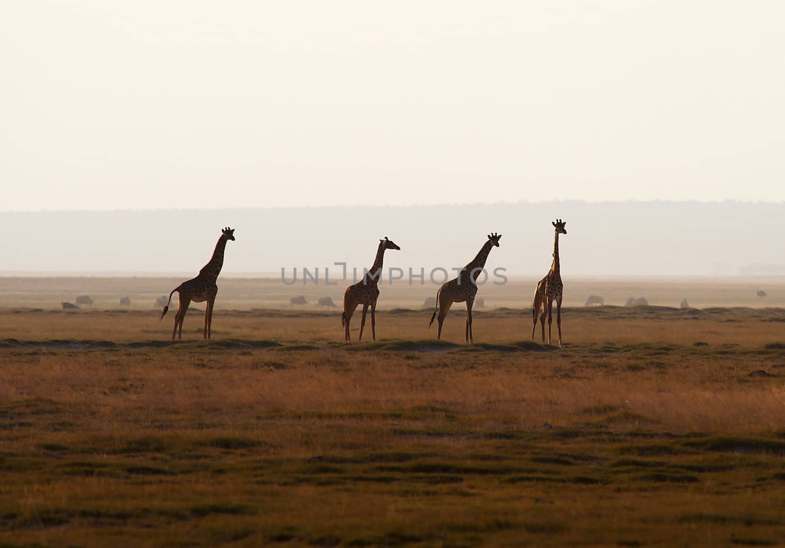 Four African giraffes in evening sky