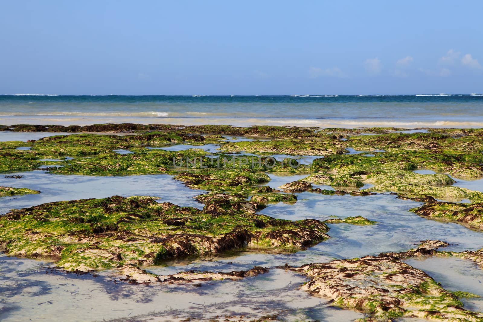 Closeup of seaweed on Dania beach in Kenya