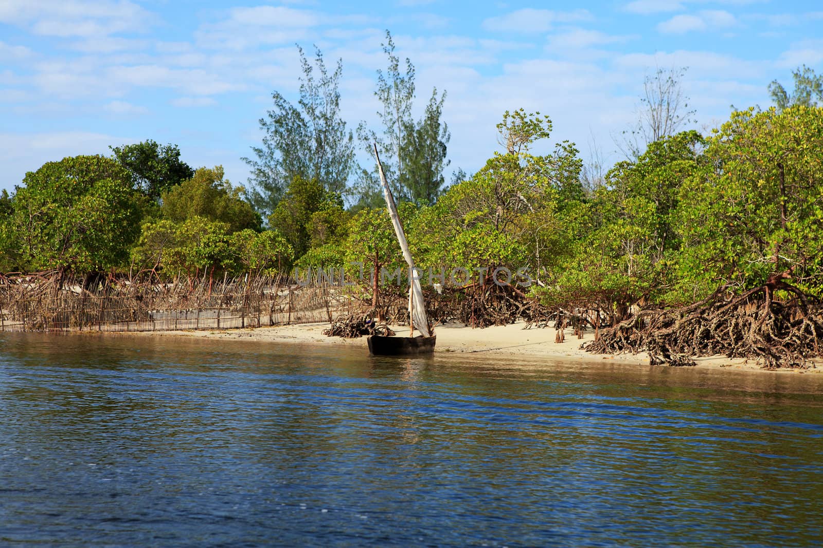 Rowing boat and mangrove trees in Kenya