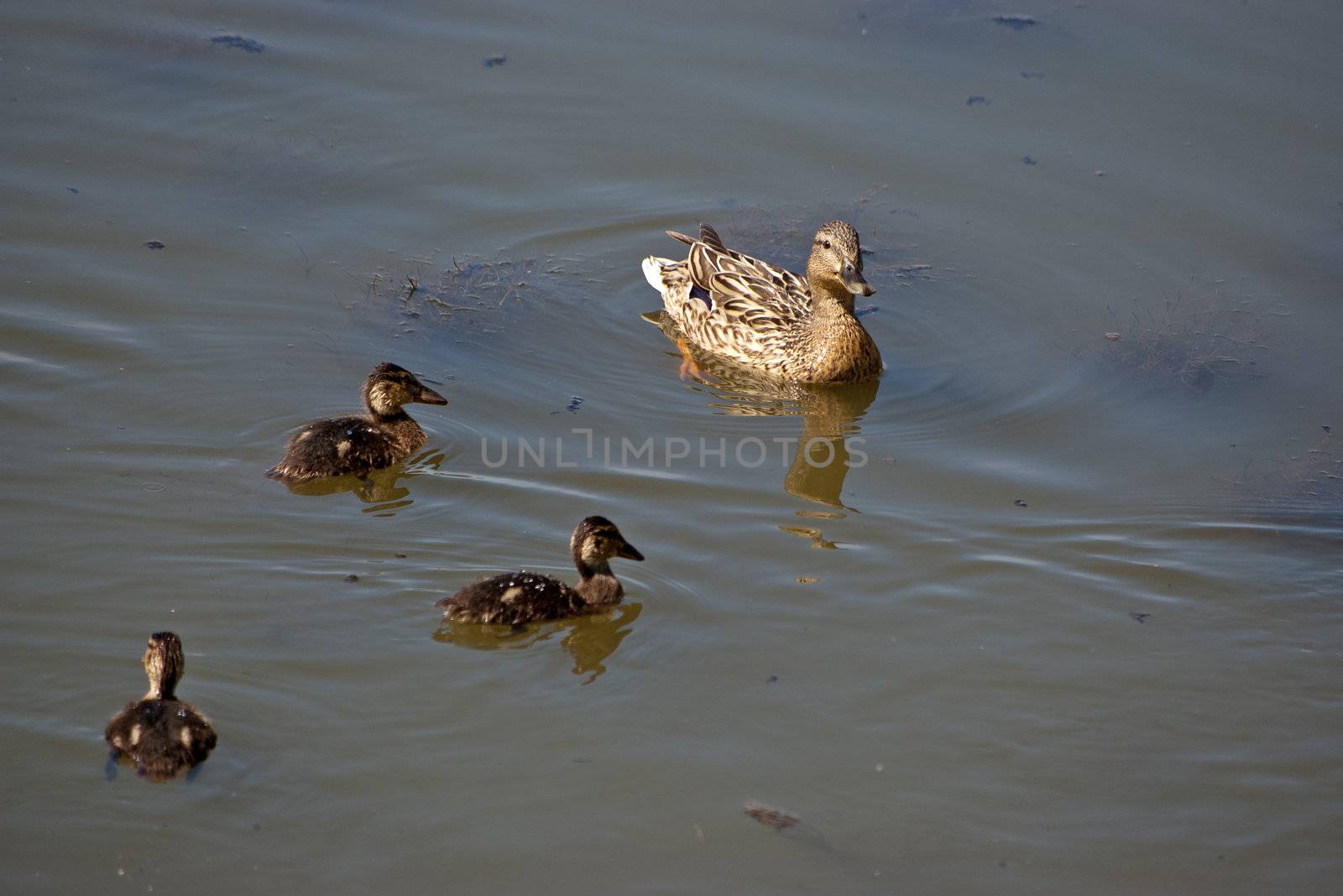 Duck with ducklings float in a pond.