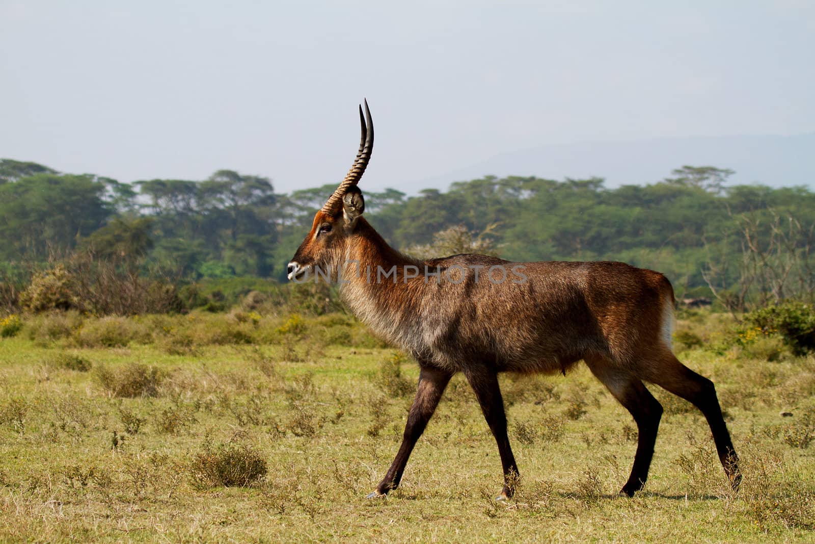Walking African waterbuck in wild