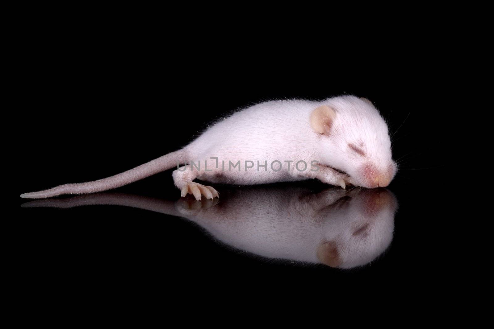 a pic of a cute little mouse
