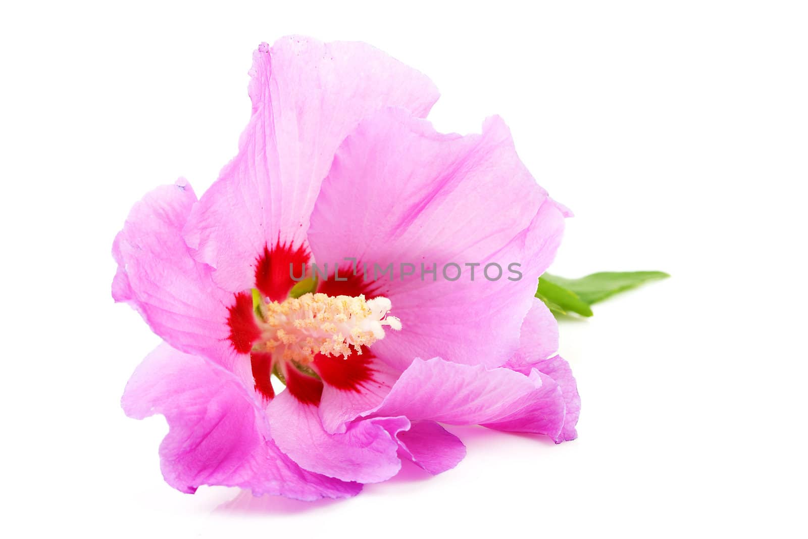 Pink Hibiscus flower in closeup over white background