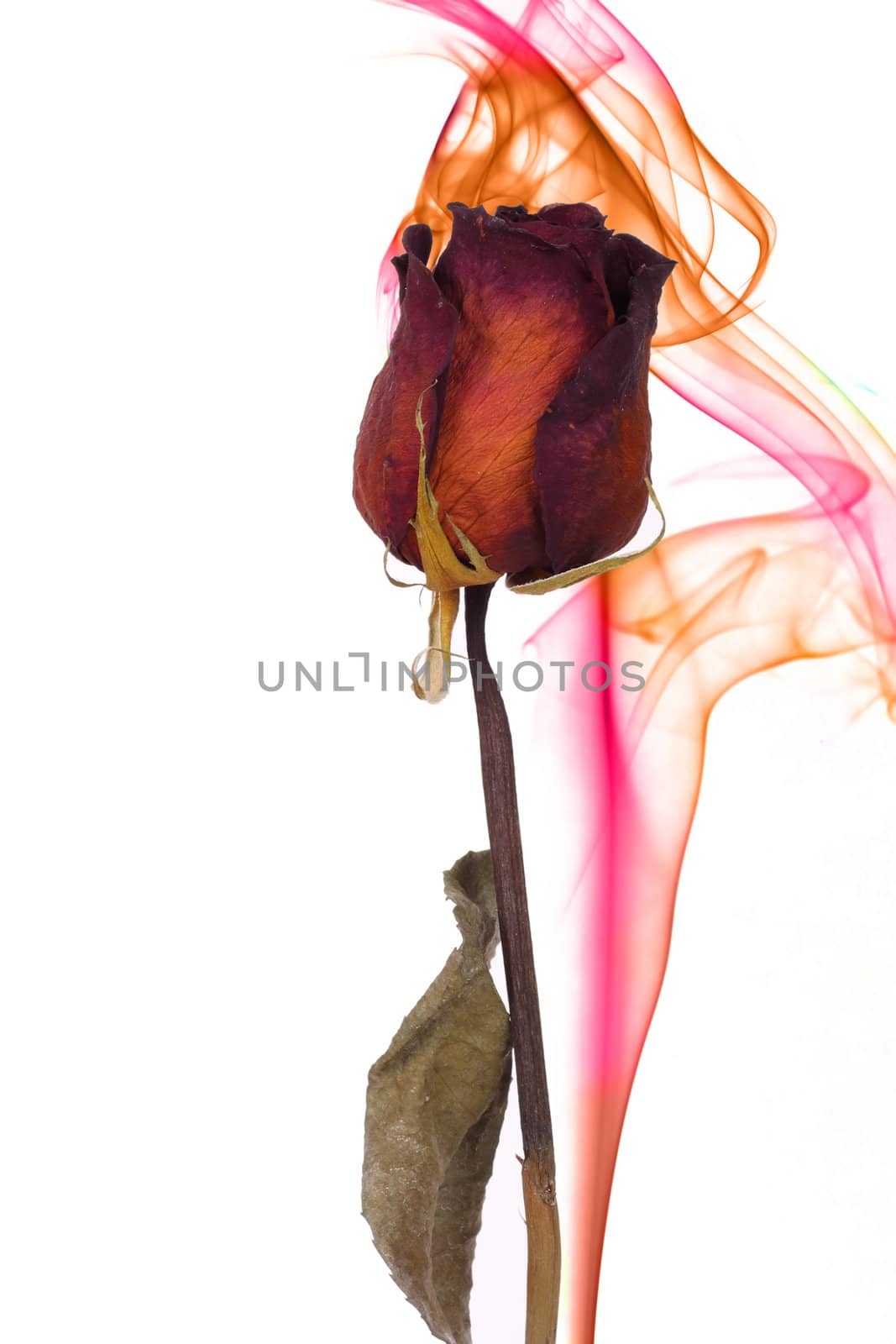 a rose with smoke of different colors