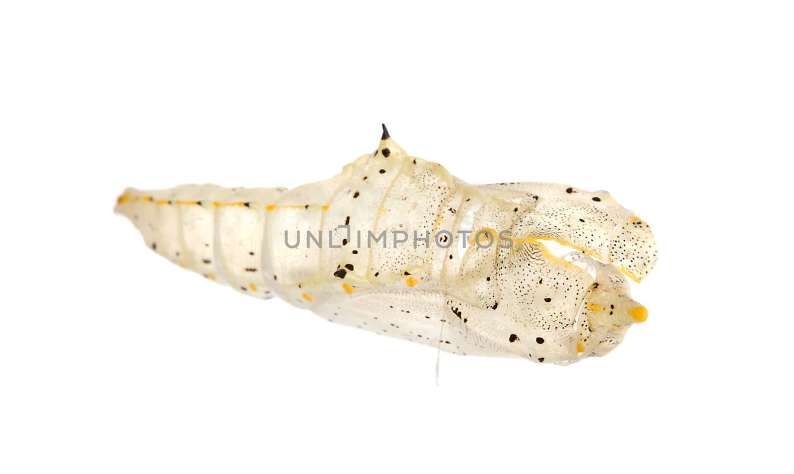 empty cocoon of cabbage butterfly over white background