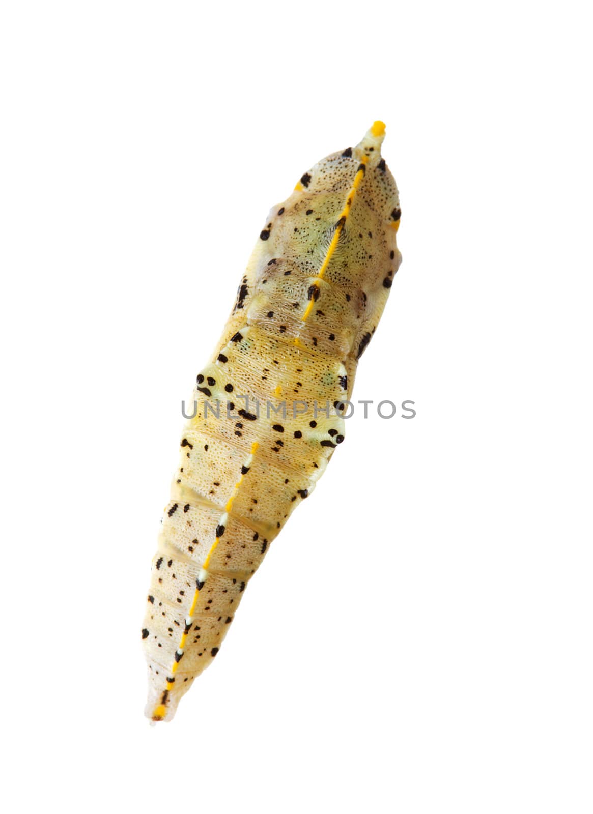 Cocoon of cabbage butterfly over white background