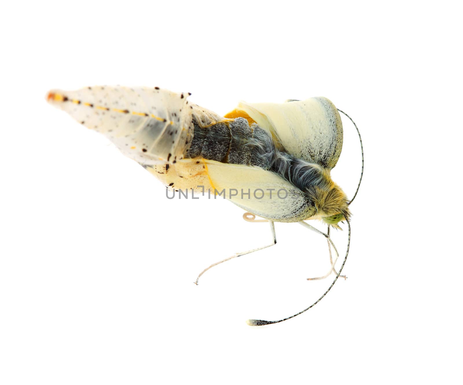 Cabbage butterfly coming out of cocoon over white background