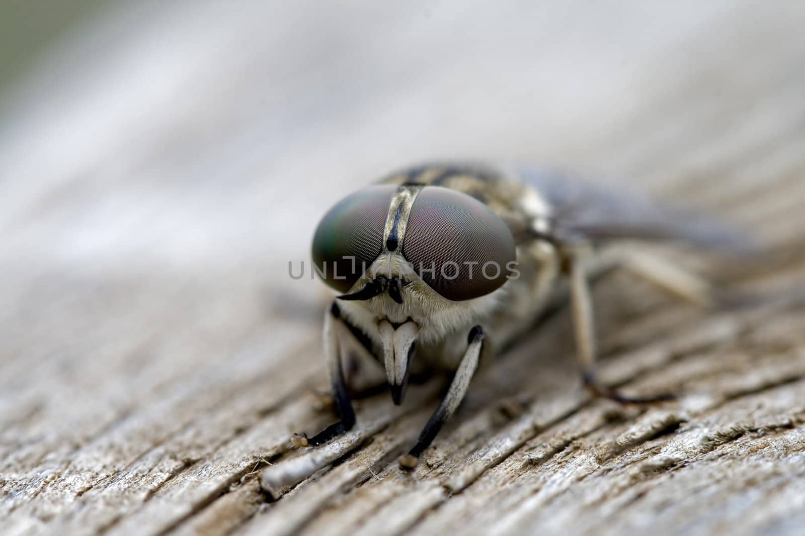 Macro of a little fly with a great eyes