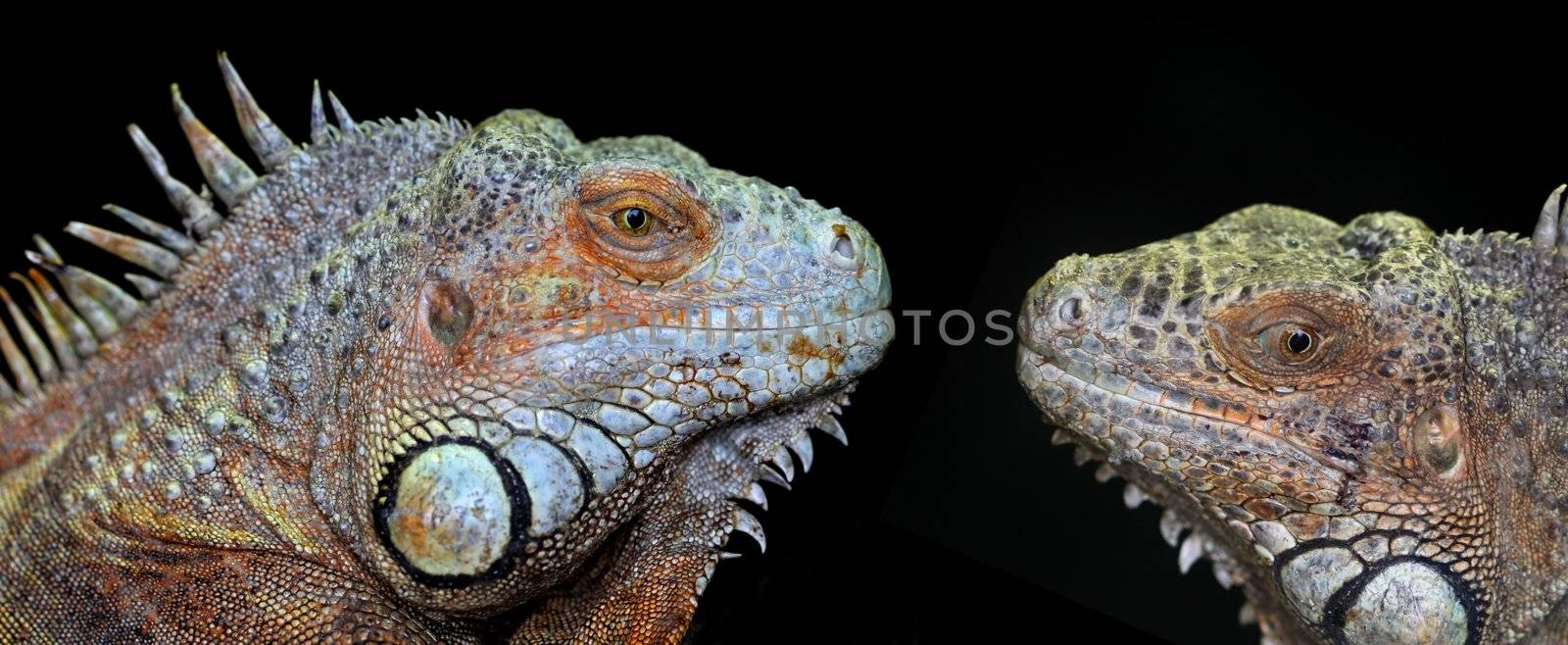 portrait of two beautiful green iguanas