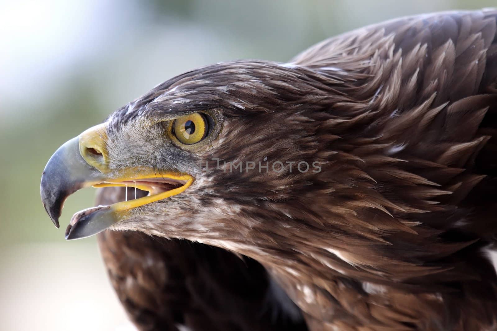 eagle portrait by erllre
