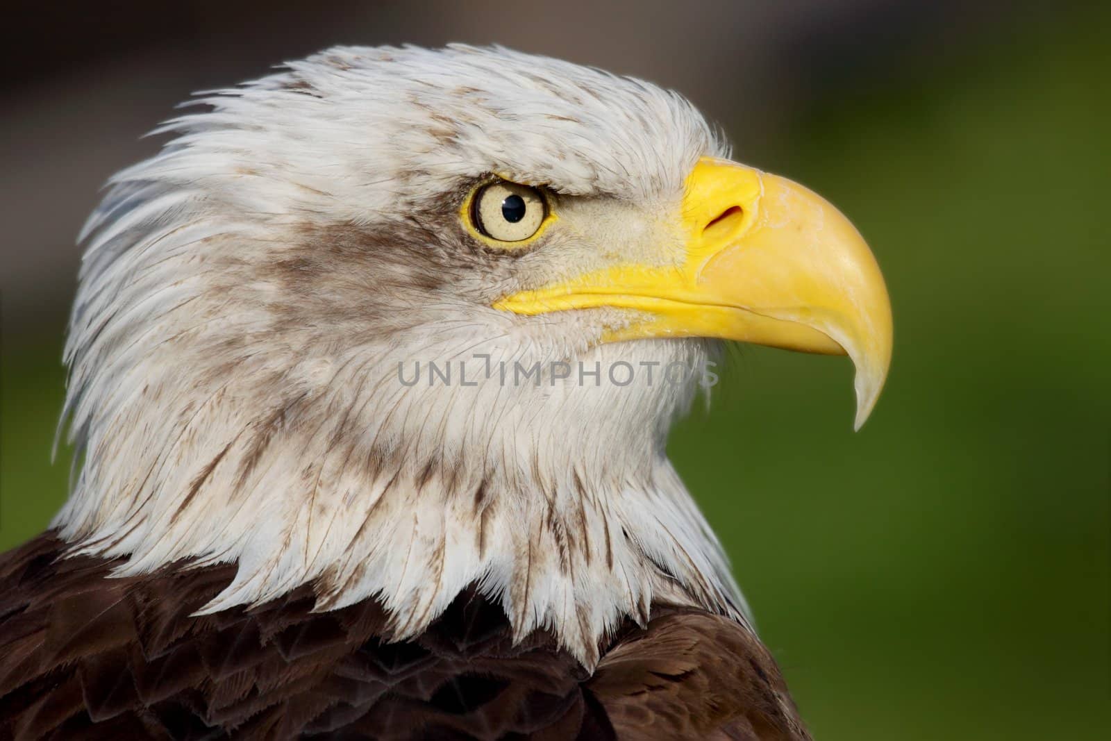 a portrait of a fantastic american bald eagle