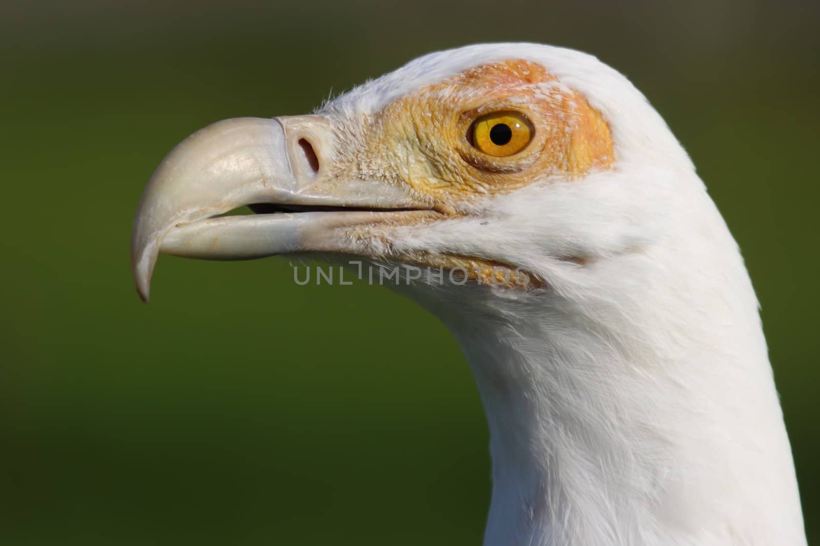 a portrait of a beautiful white tropical vulture
