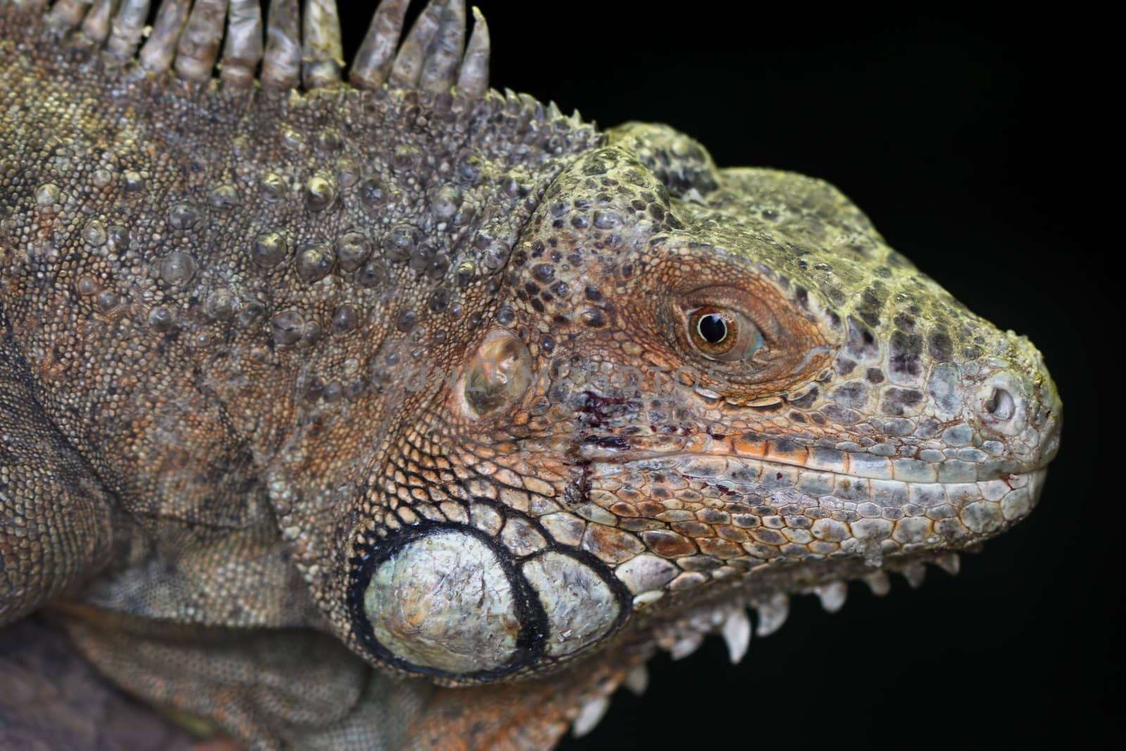 a portrait of a fantastic adult green iguana