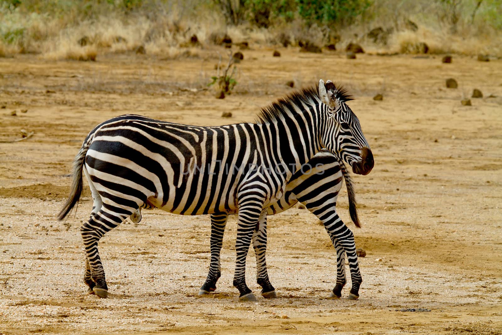 Two African zebra, mother and child, in nature