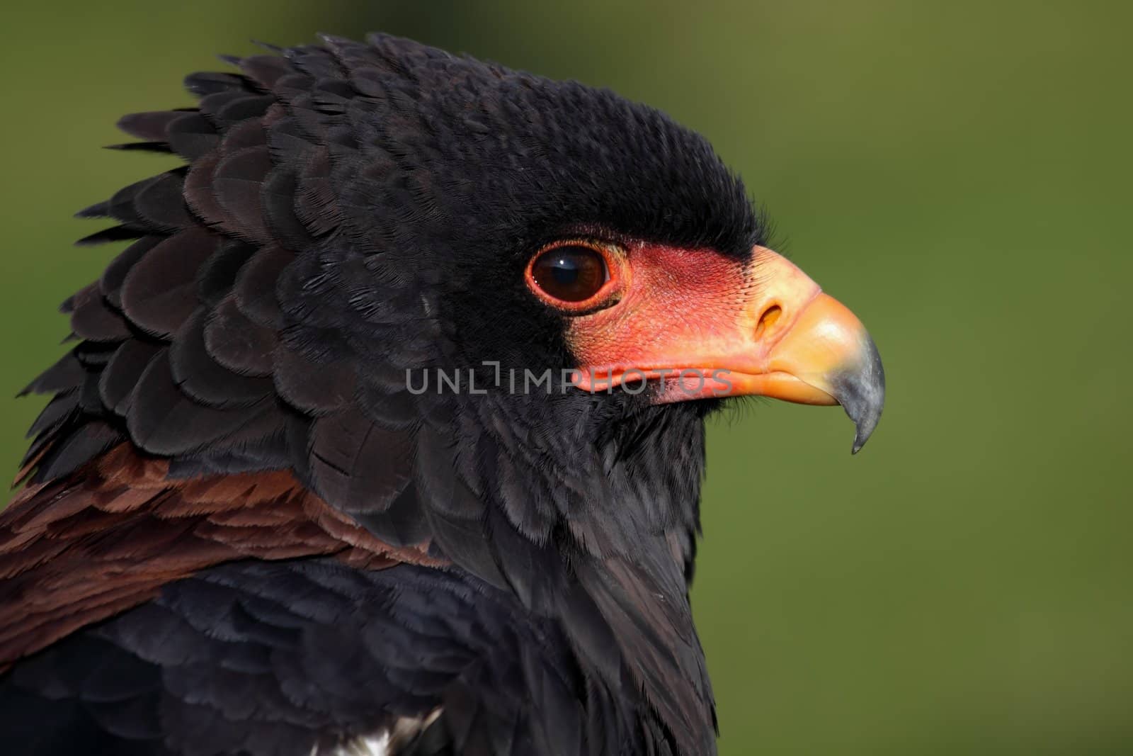 a portrait of a beautiful eagle