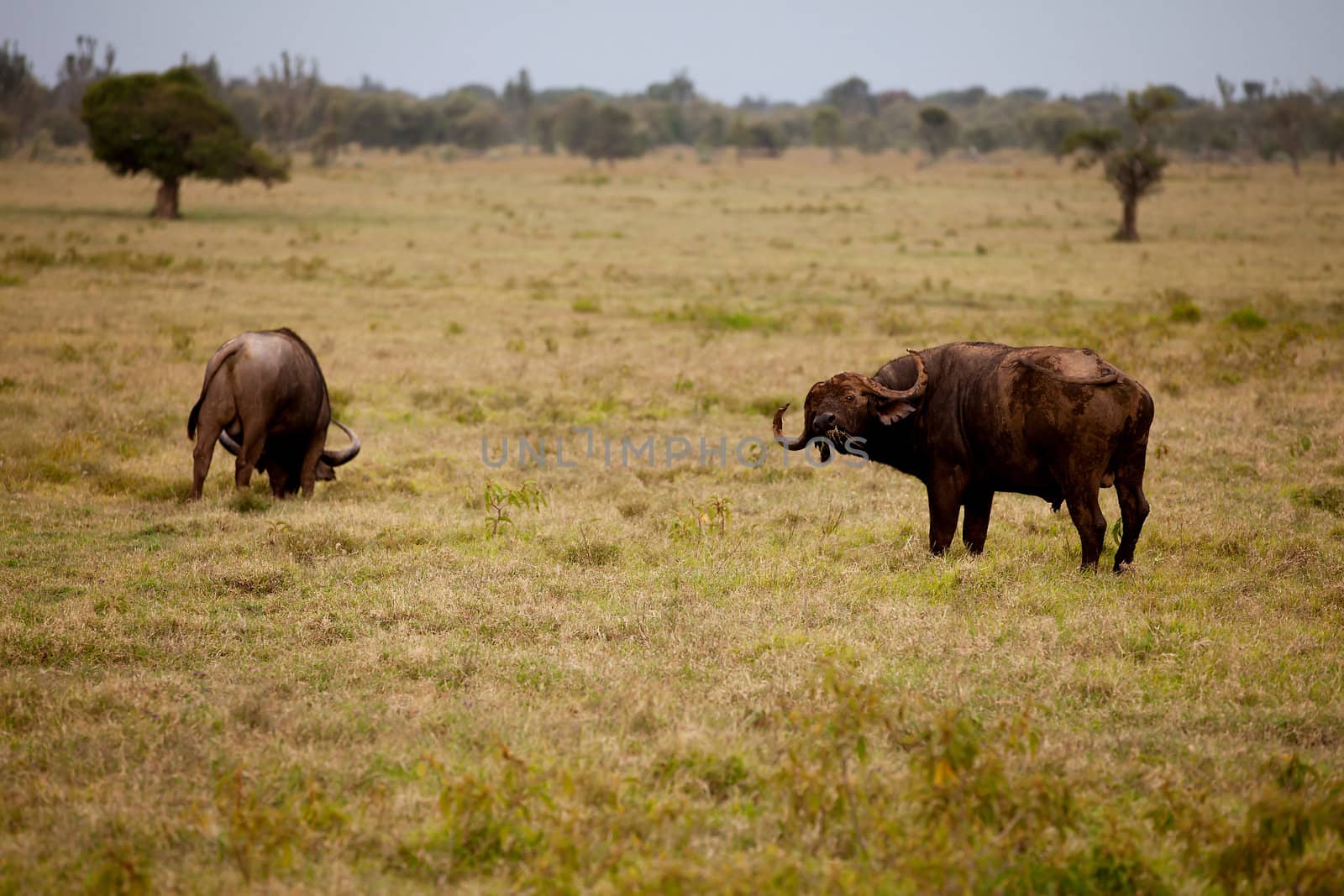 two African male buffalo graze in grassland