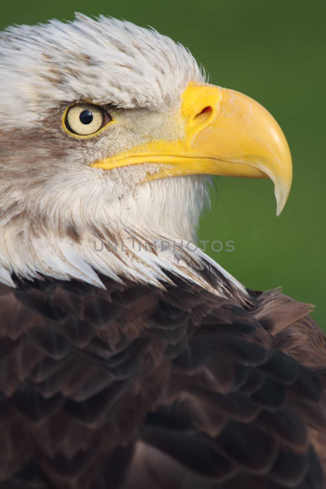 bald eagle by erllre