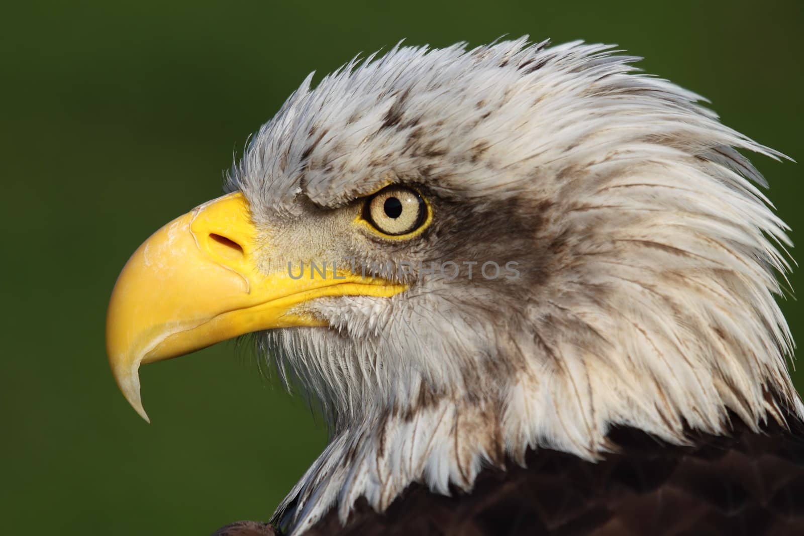 a portrait of a fantastic american bald eagle