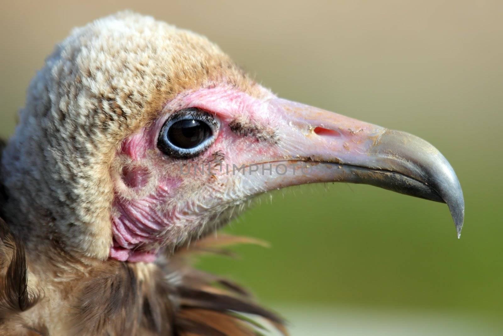 a portrait of an ugly vulture
