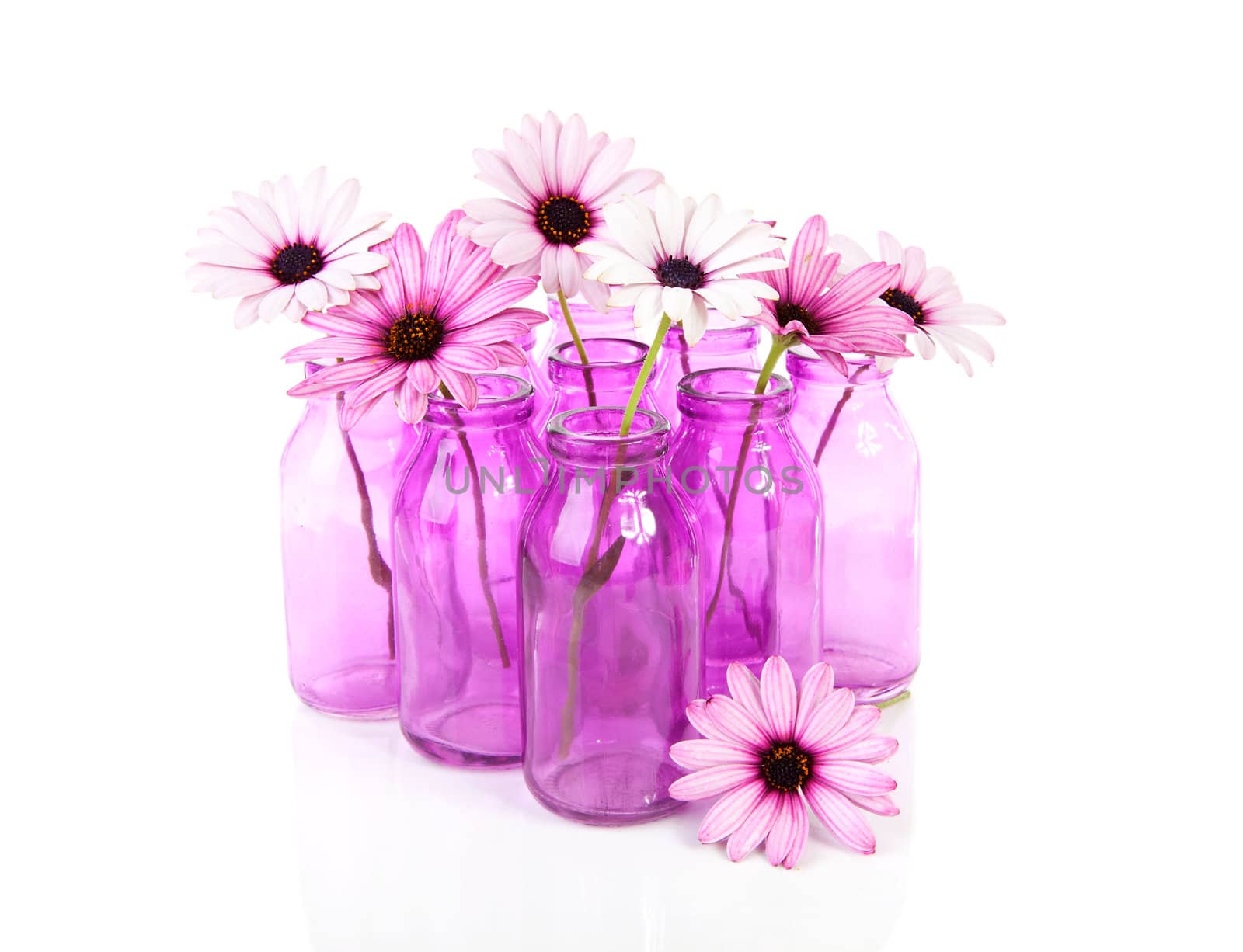 pink daisy in glass vase isolated on white background