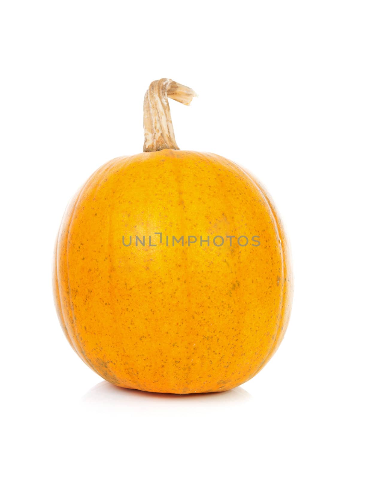 One yellow pumpkin in closeup over white background