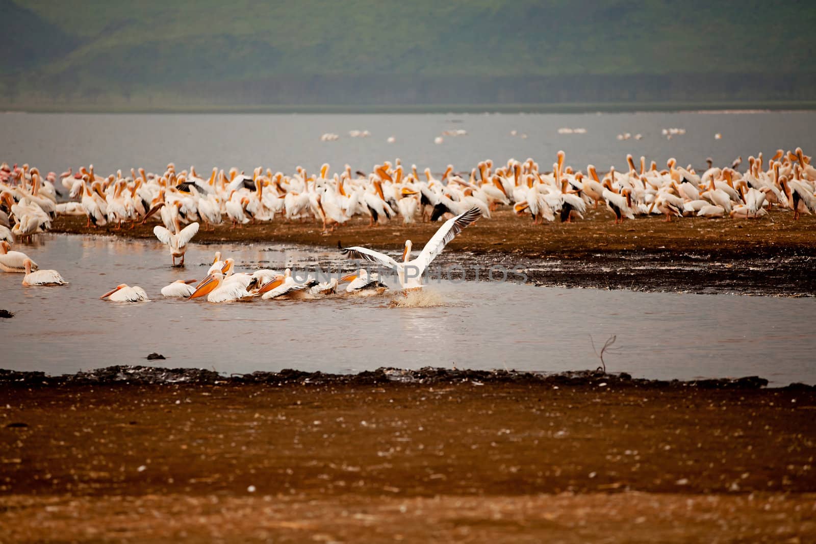 pelican birds in lake Nakuru, Kenya Africa