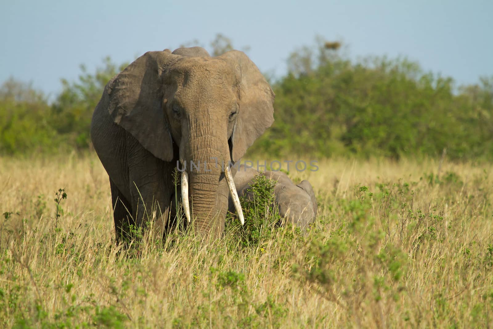 Mother and baby African elephant in grassland
