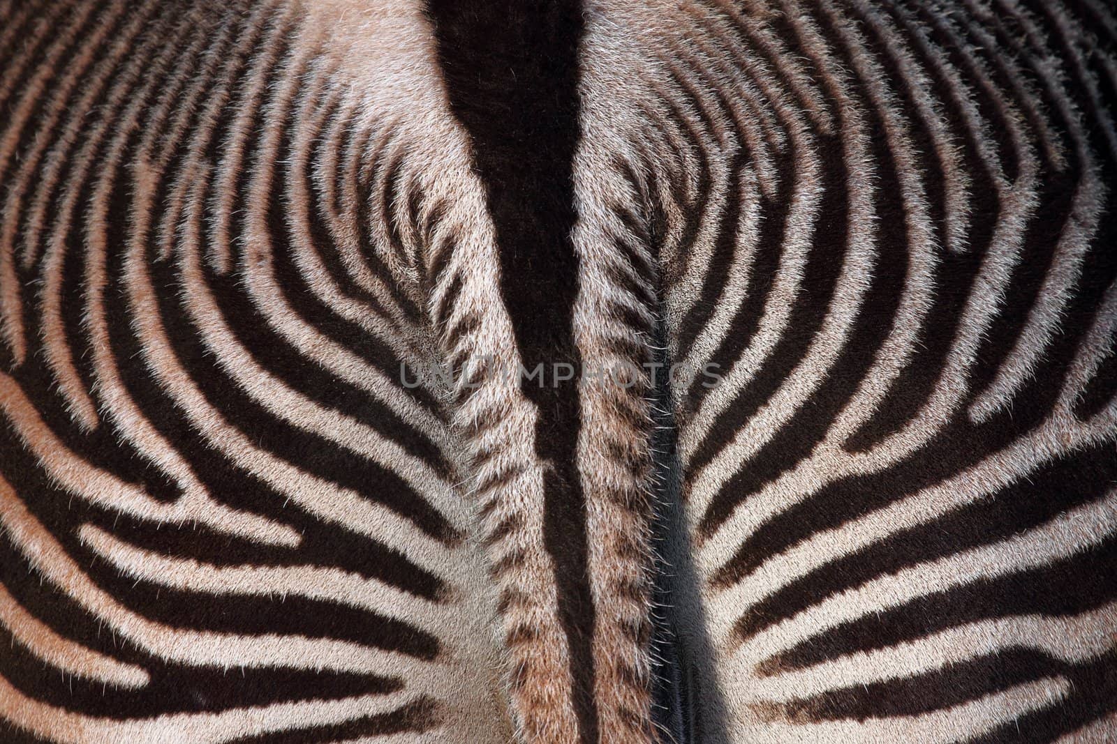 the back part of a beautiful zebra