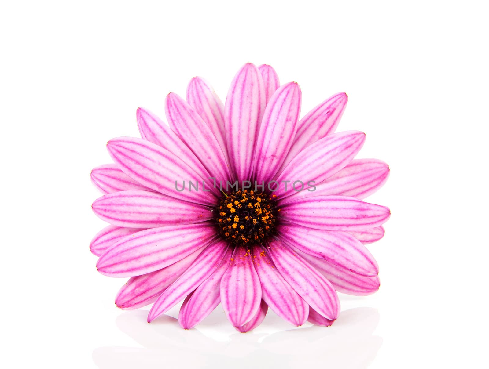 pink daisy in closeup isolated on white background