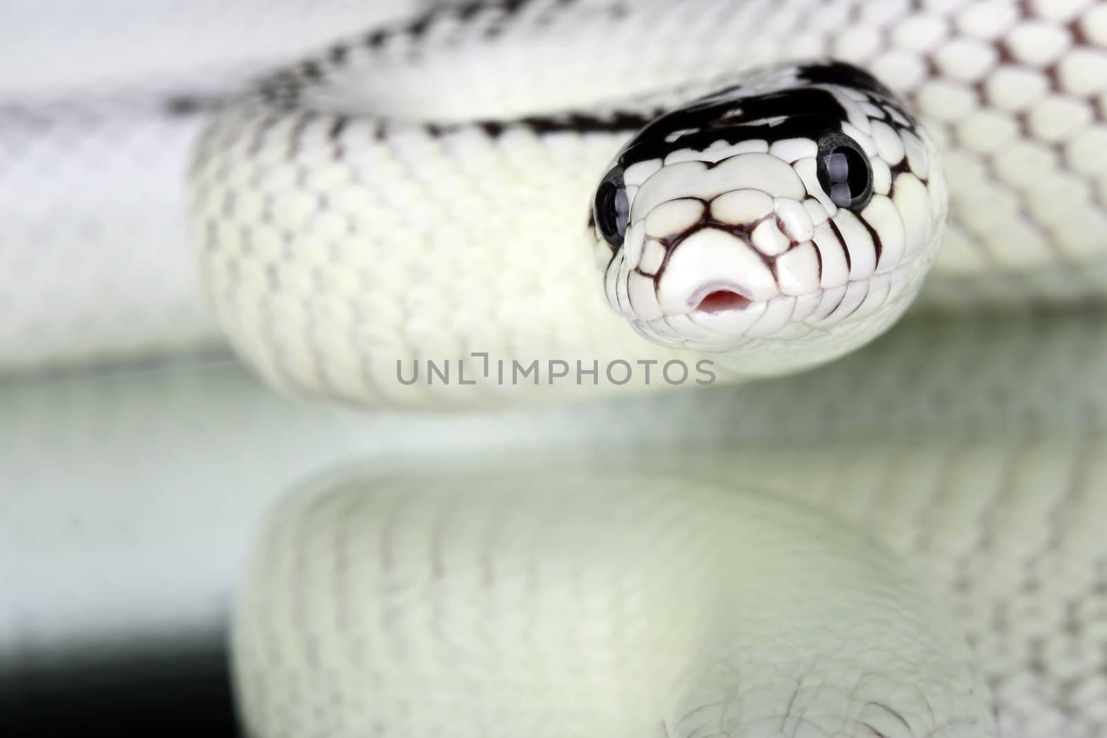 a picture of a beautiful white snake over a black background